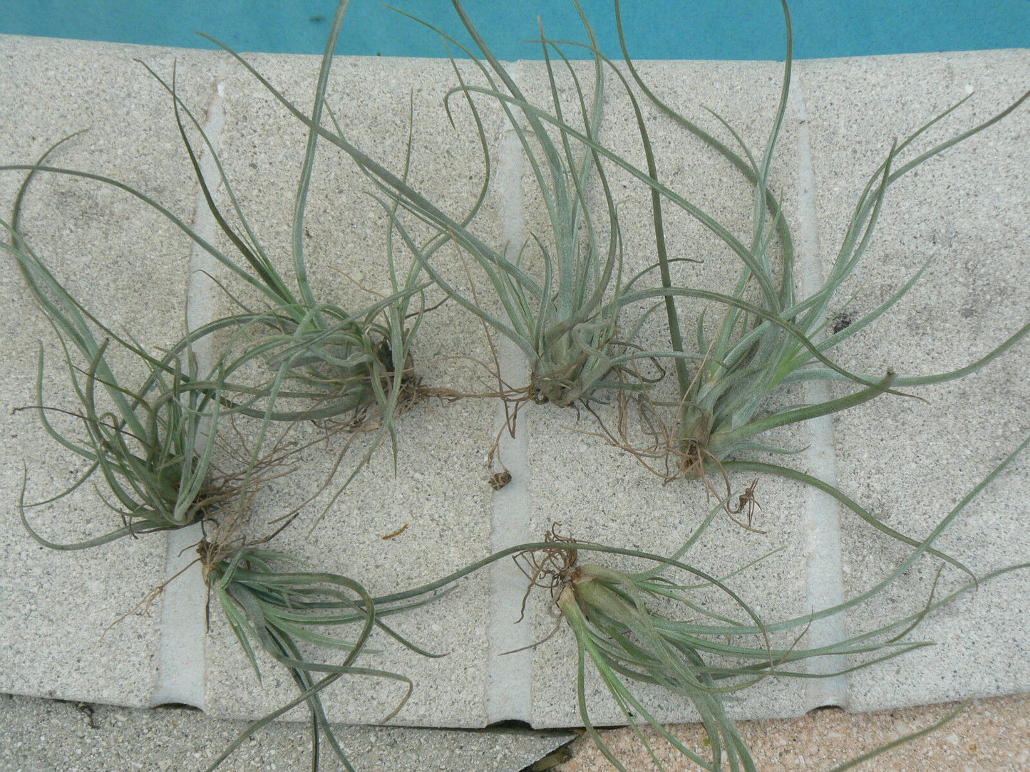 Tillandsia 10 pack of mixed types Bromeliad Tropical Plants