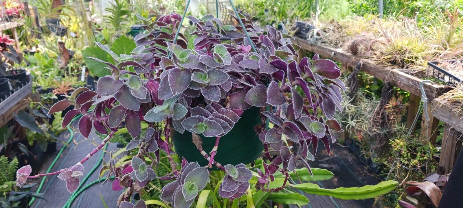 is a wandering jew a succulent Succulent Tradescantia padillia Pale Puma Wandering Jew