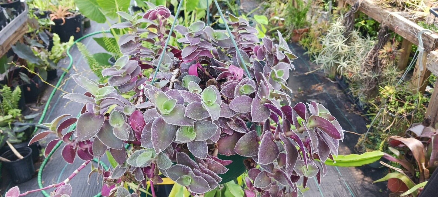 Succulent Tradescantia padillia Pale Puma Wandering Jew