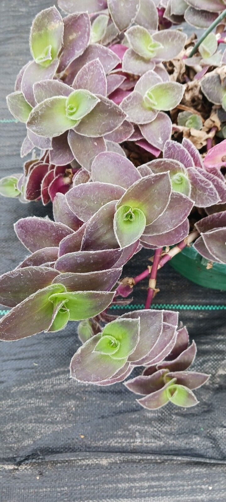 Succulent Tradescantia padillia Pale Puma Wandering Jew