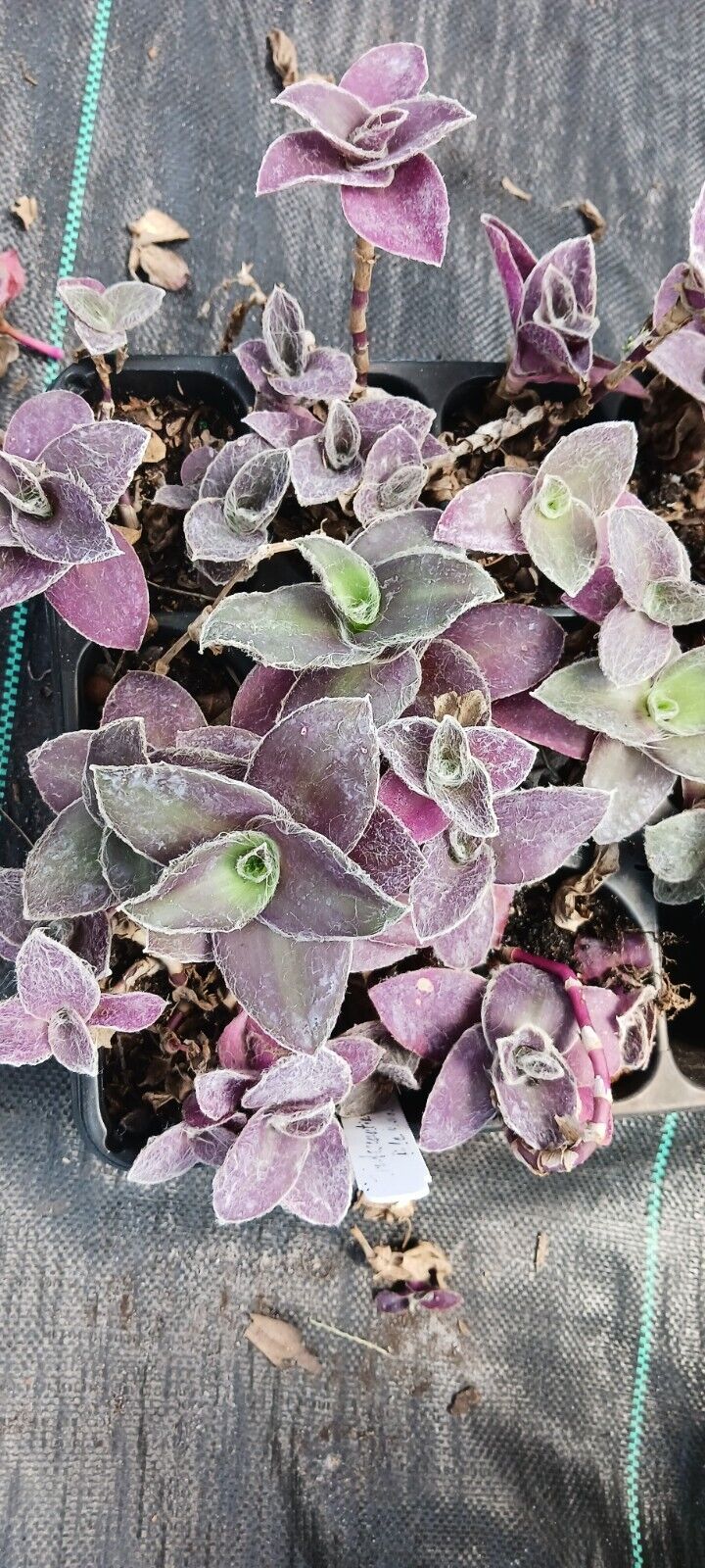 Succulent Tradescantia padillia Pale Puma Wandering Jew