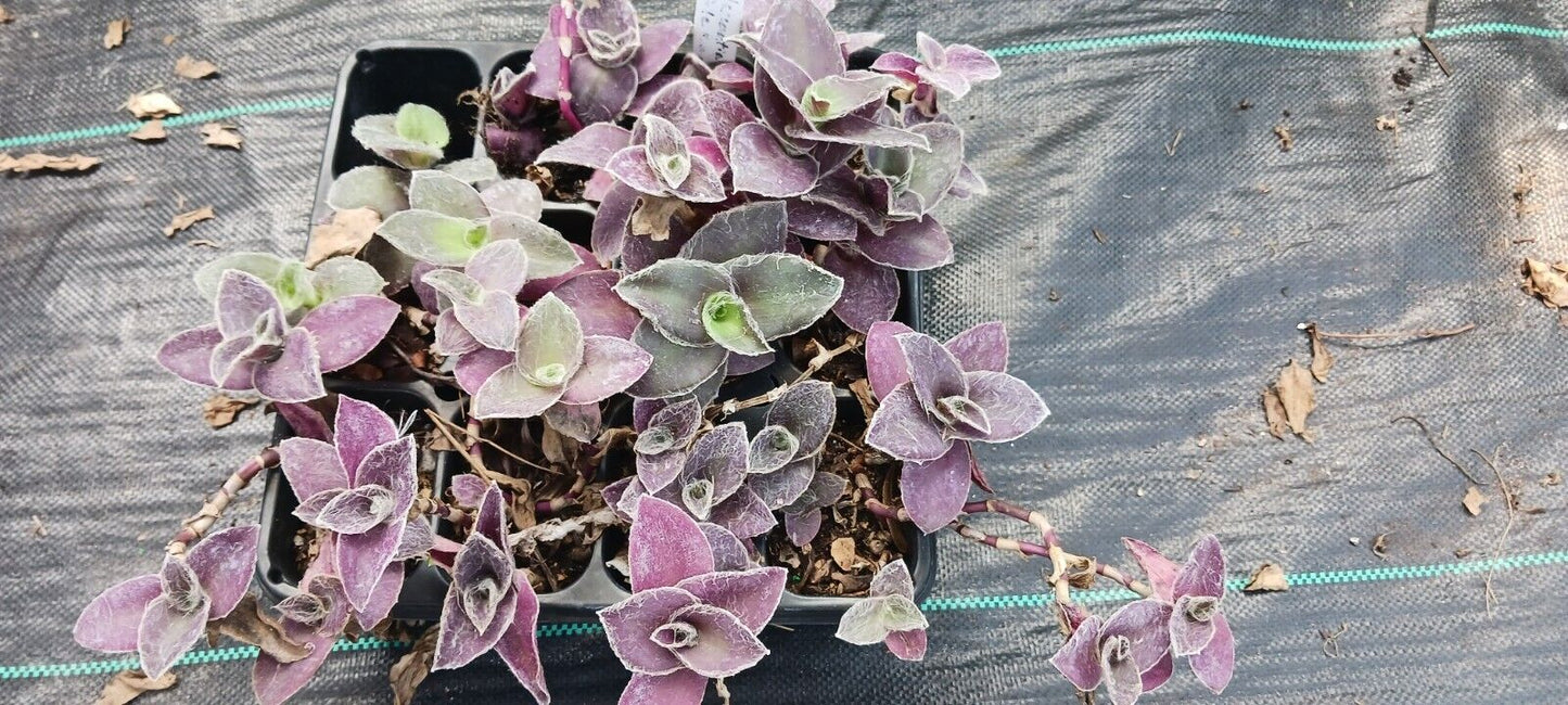 Succulent Tradescantia padillia Pale Puma Wandering Jew
