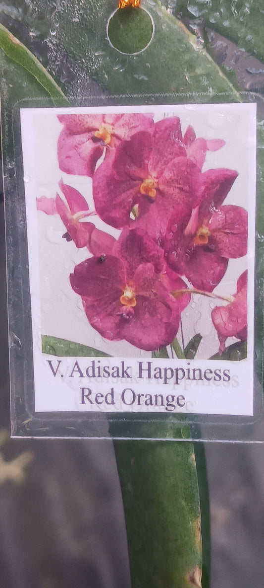 Orchid Vanda Adisak Happiness Red-Orange