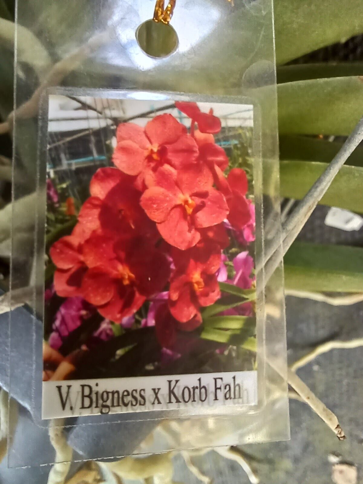 Vanda Bigness x Korb Fah