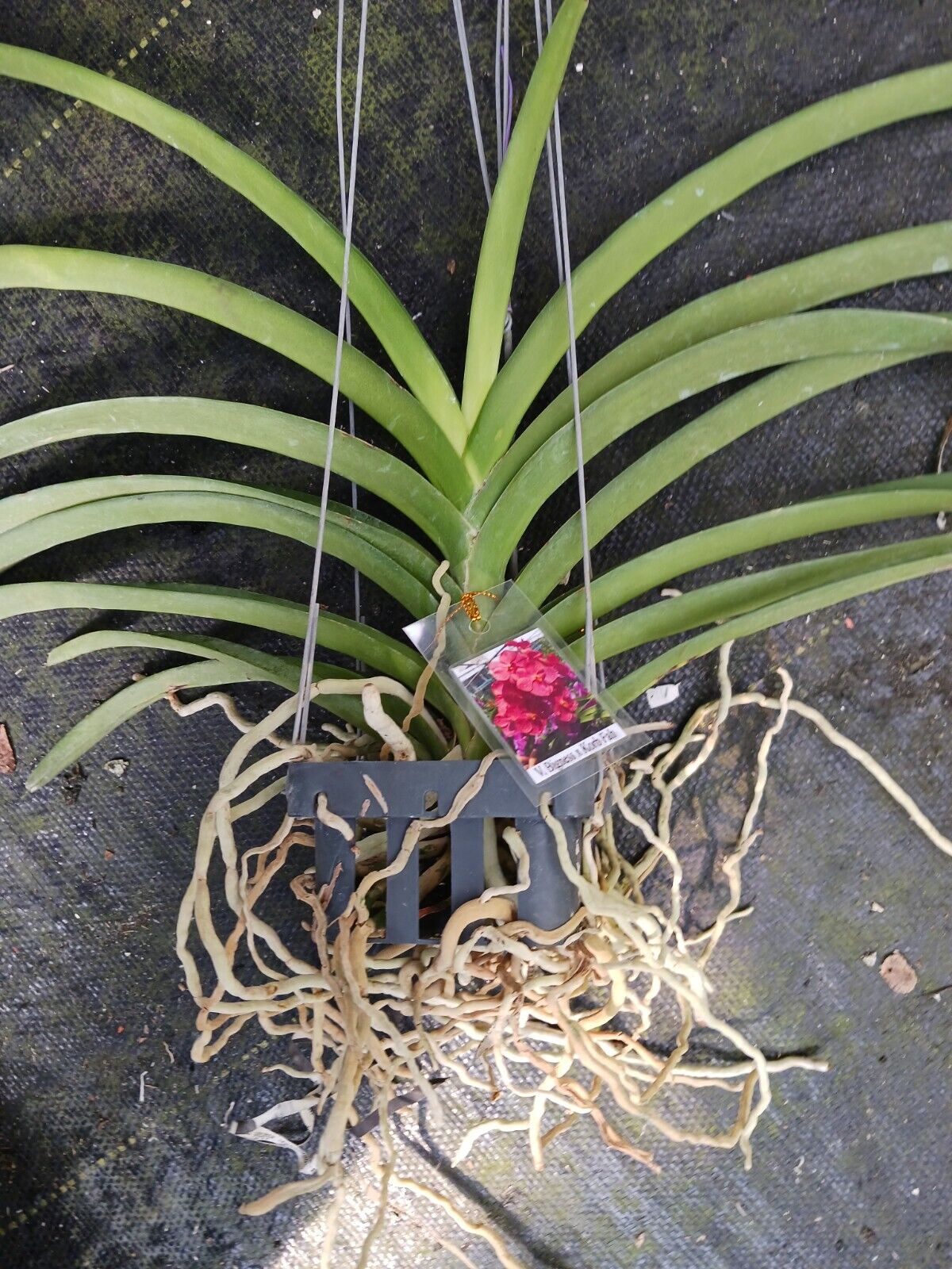 Vanda Bigness x Korb Fah