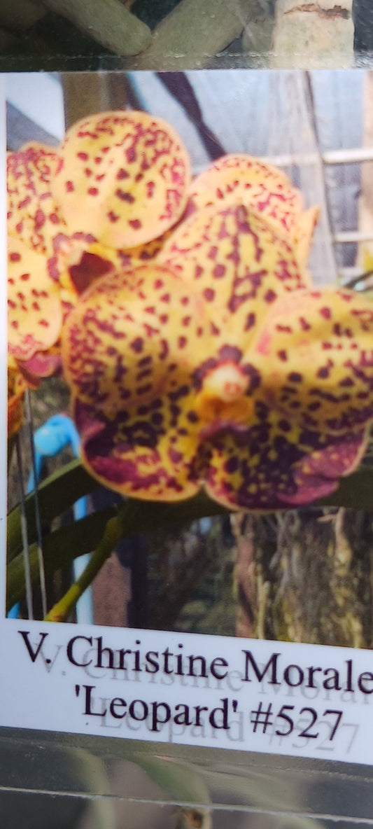 Vanda Christine Morales Leopard