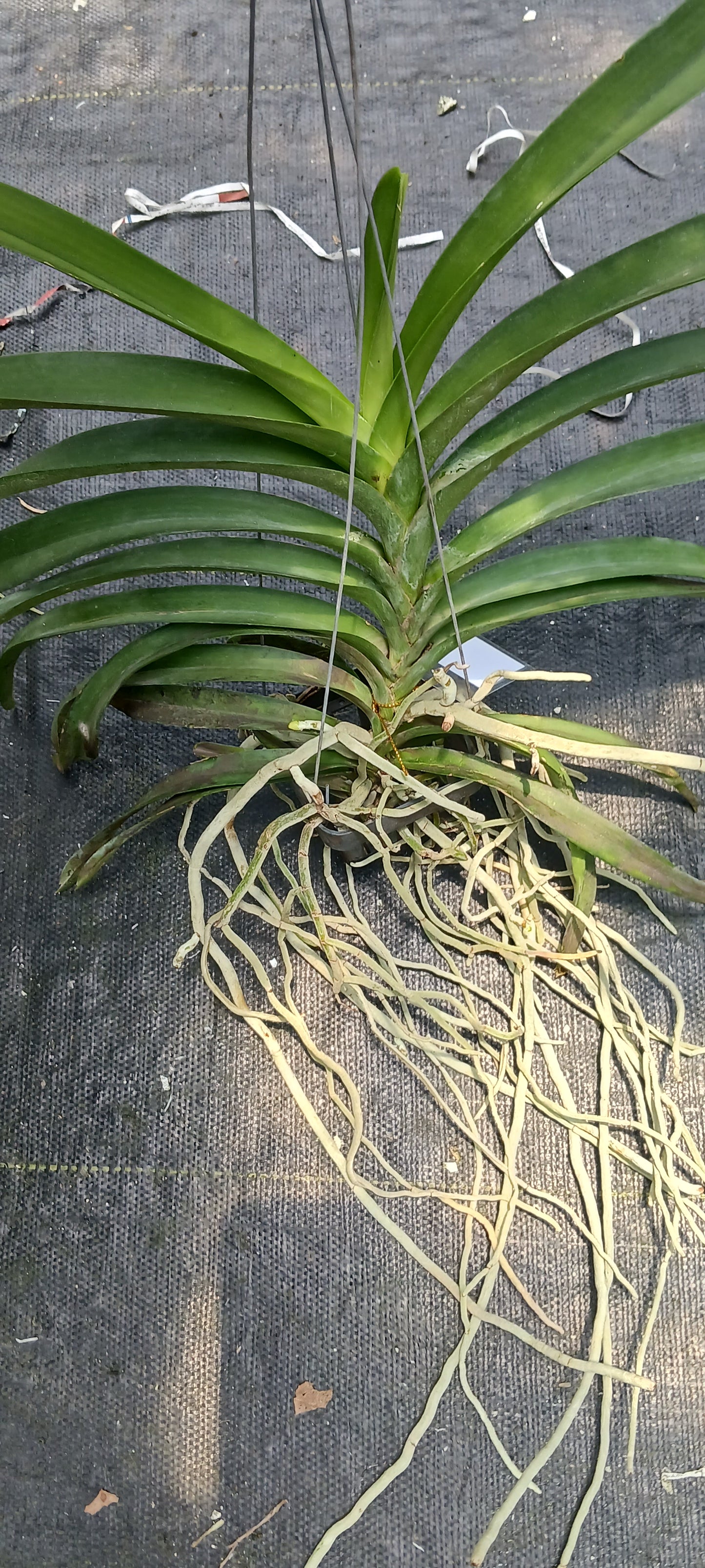 Vanda Christine Morales Leopard
