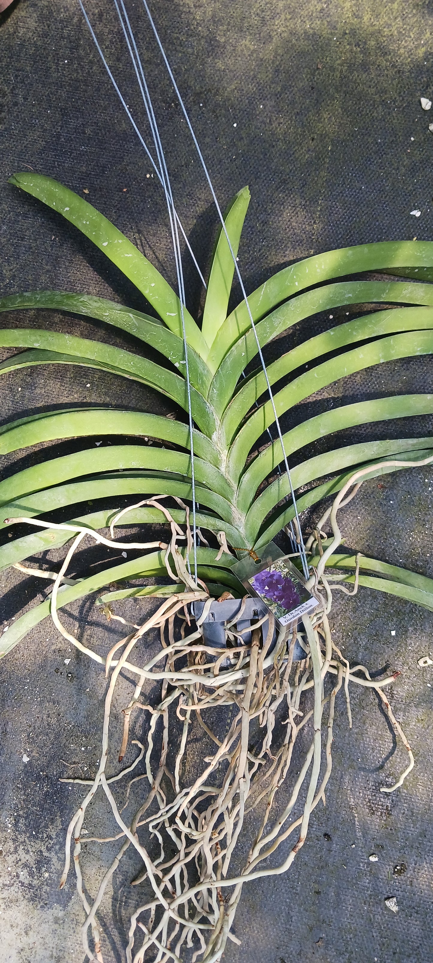 Vanda Dr. Anek x Gordon Dillon