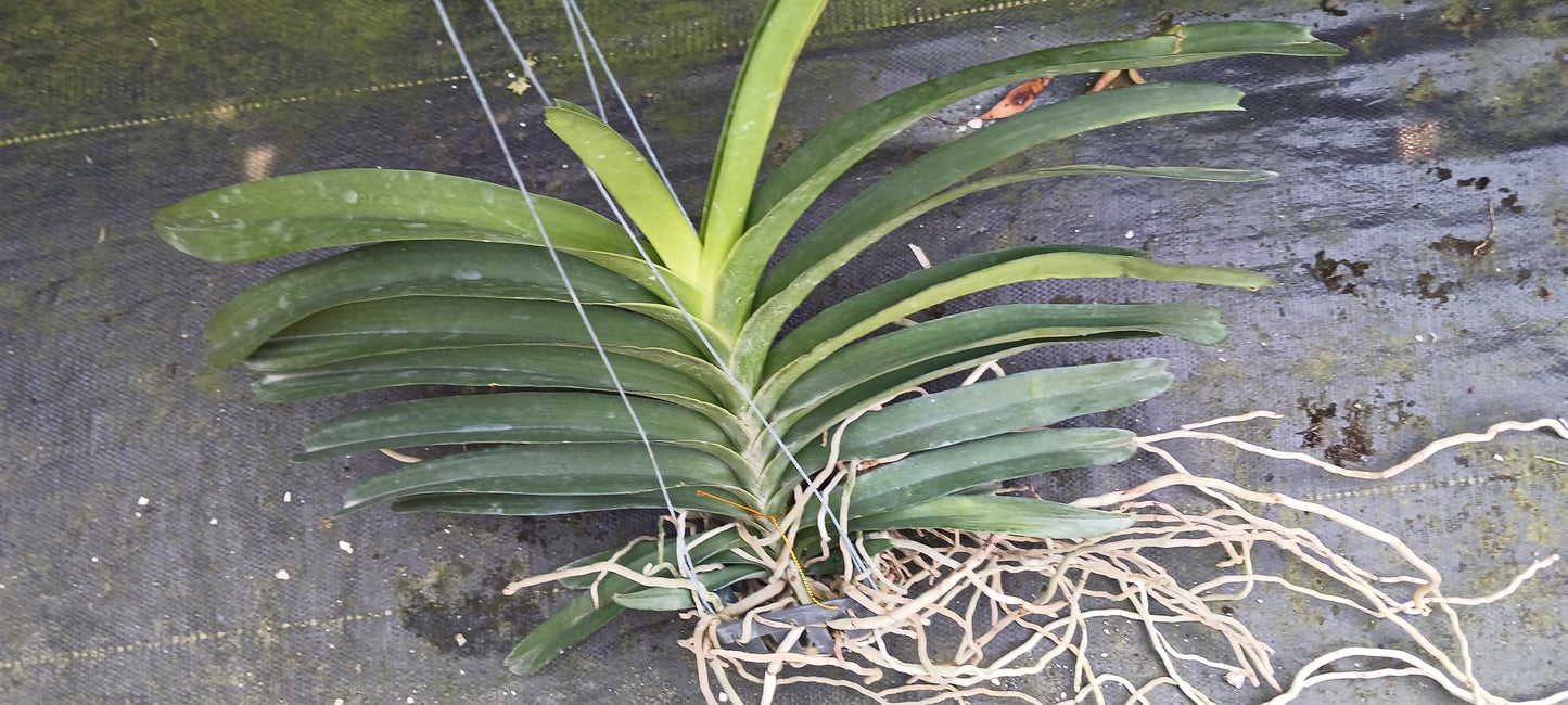 Vanda Dr. Anek x Gordon Dillon