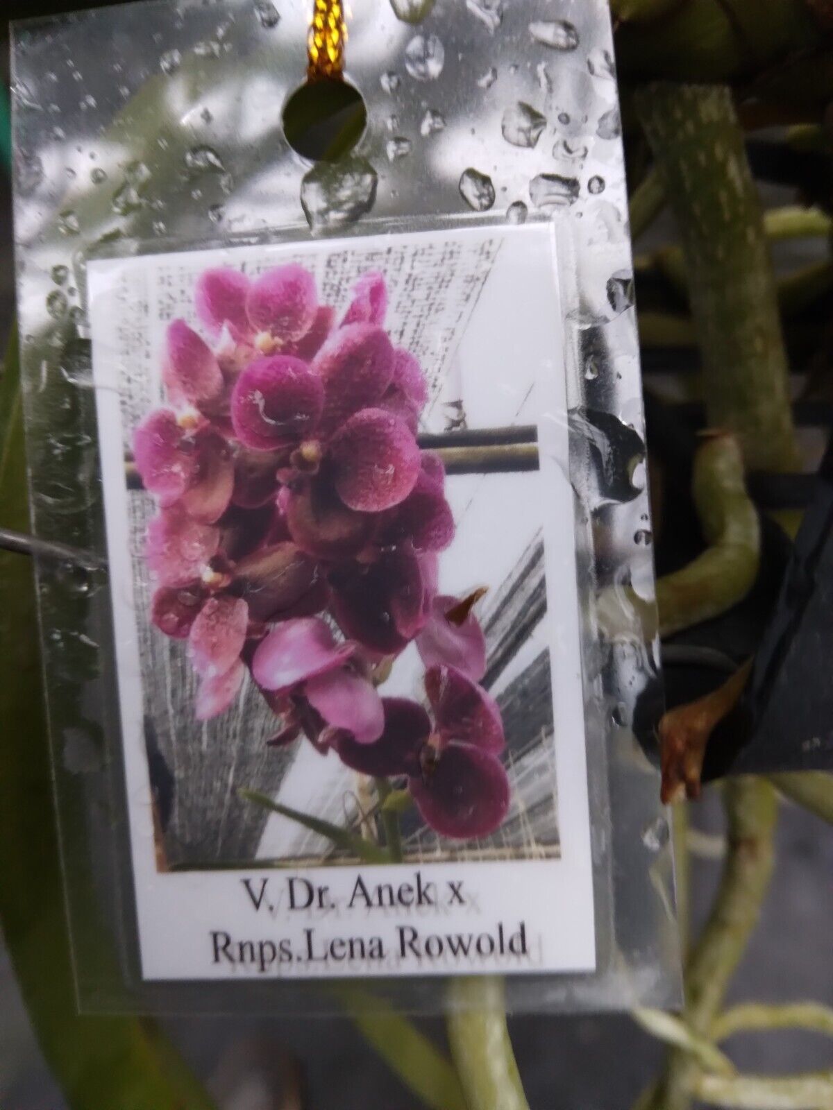 Vanda Dr Anek x Rnps Lena Rowold