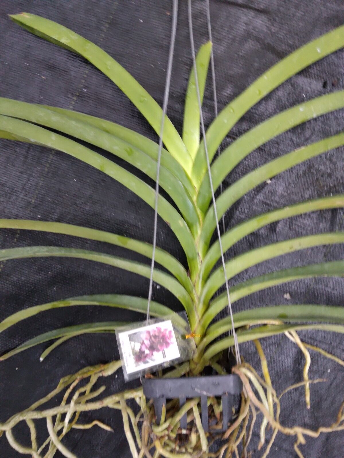 Vanda Dr Anek x Rnps Lena Rowold