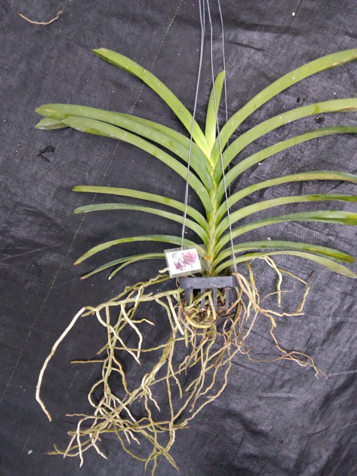 Vanda Dr Anek x Rnps Lena Rowold