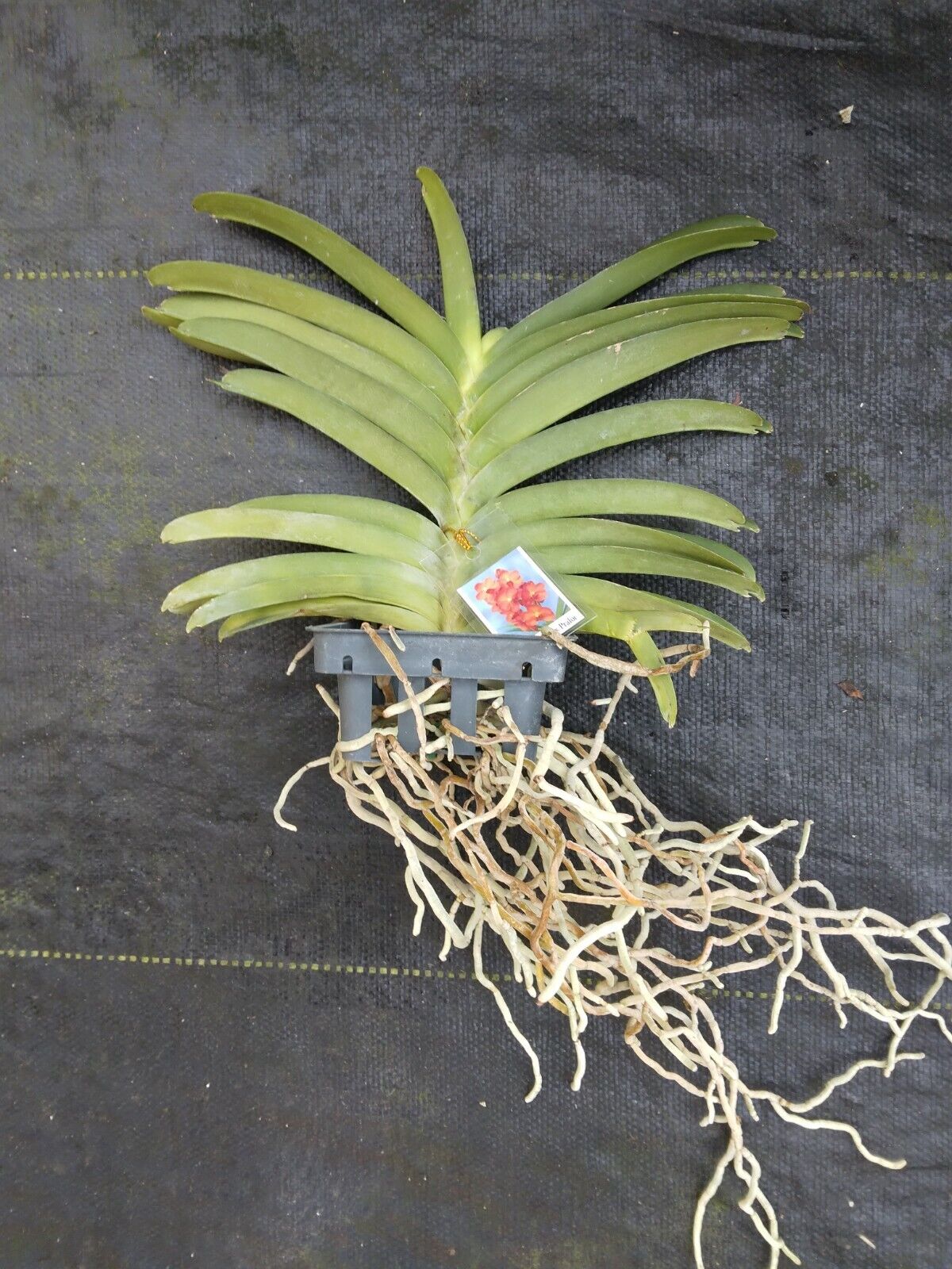 Vanda Fuchs Gold x Pralor