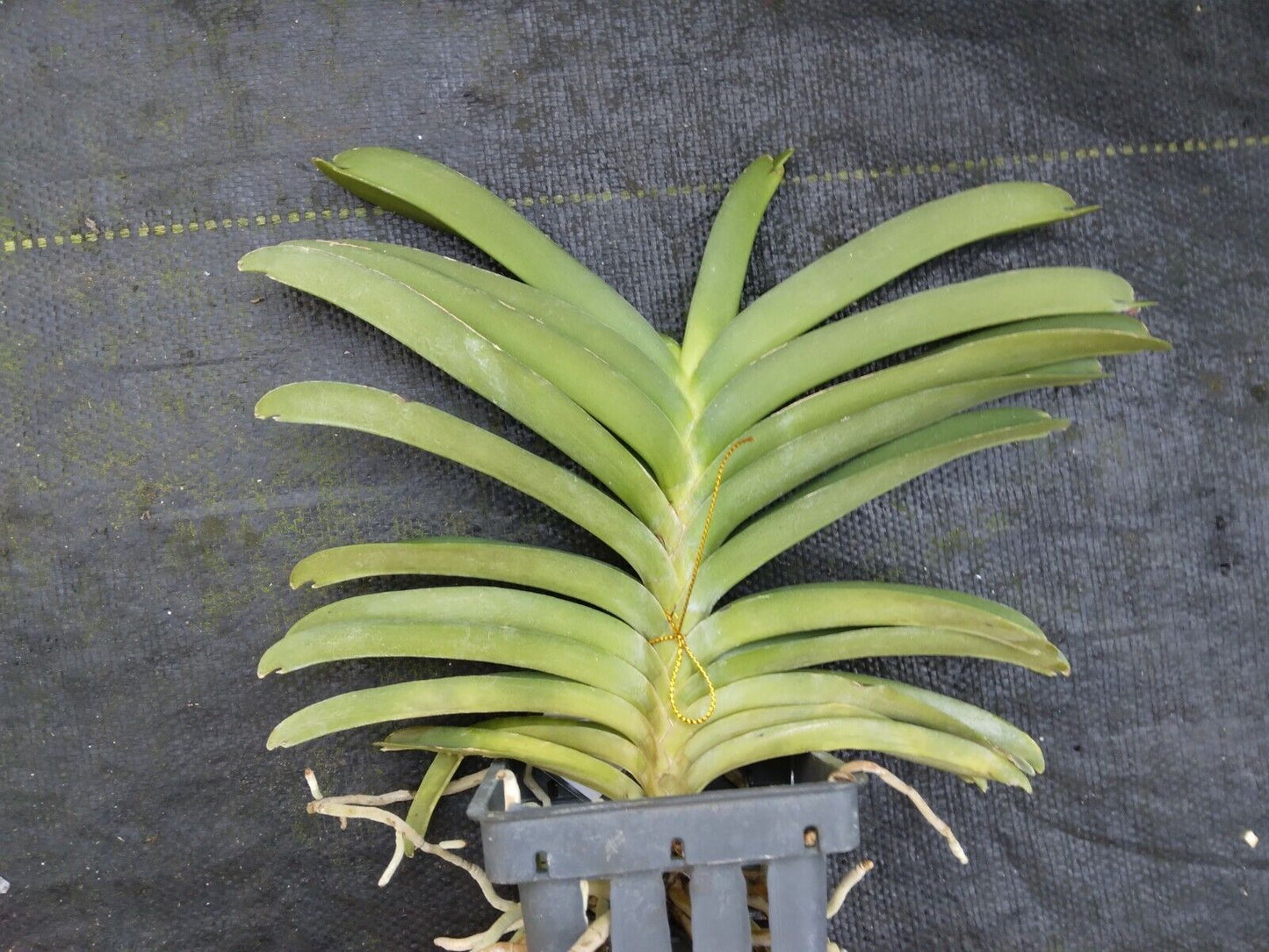 Vanda Fuchs Gold x Pralor