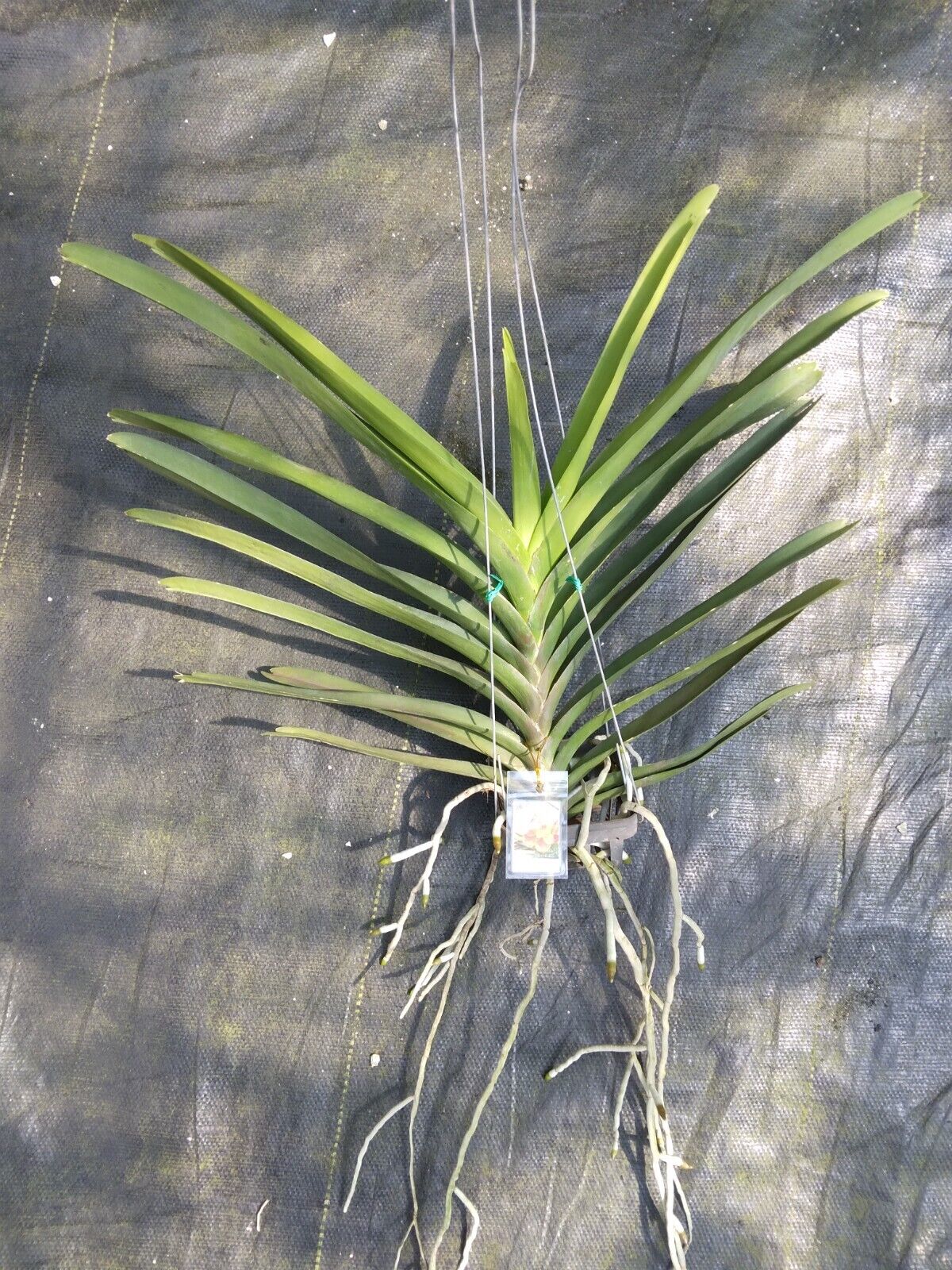 Vanda Sonia Deccah No 440 Tropical Hanging Plant