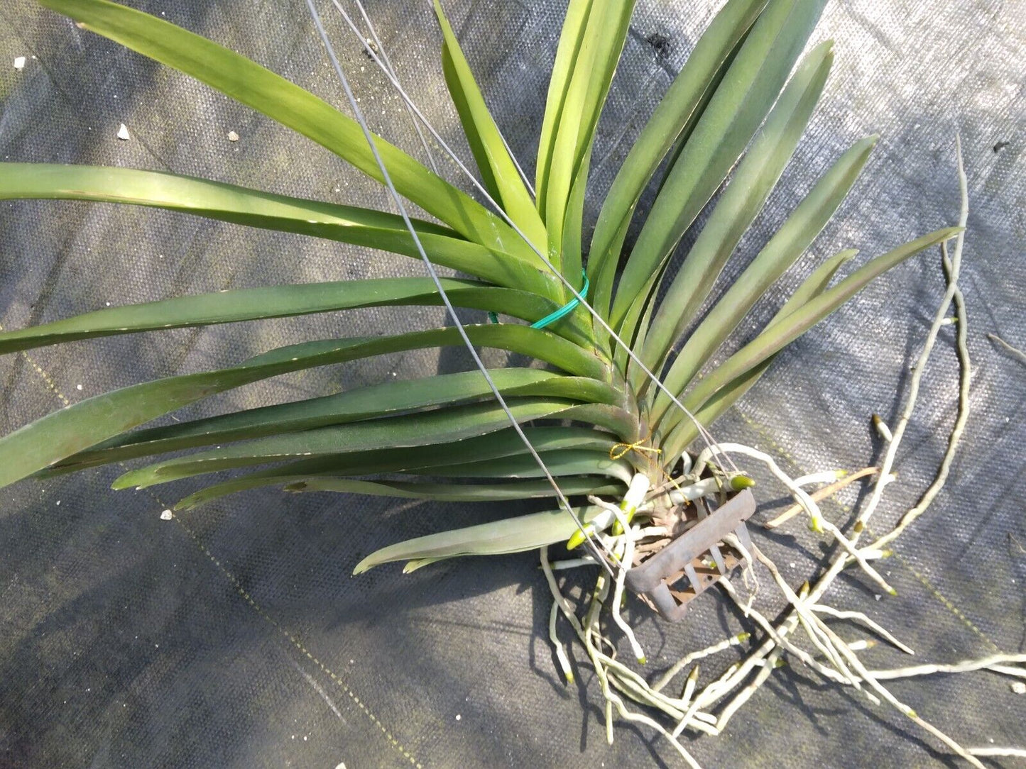 Vanda Sonia Deccah No 440 Tropical Hanging Plant