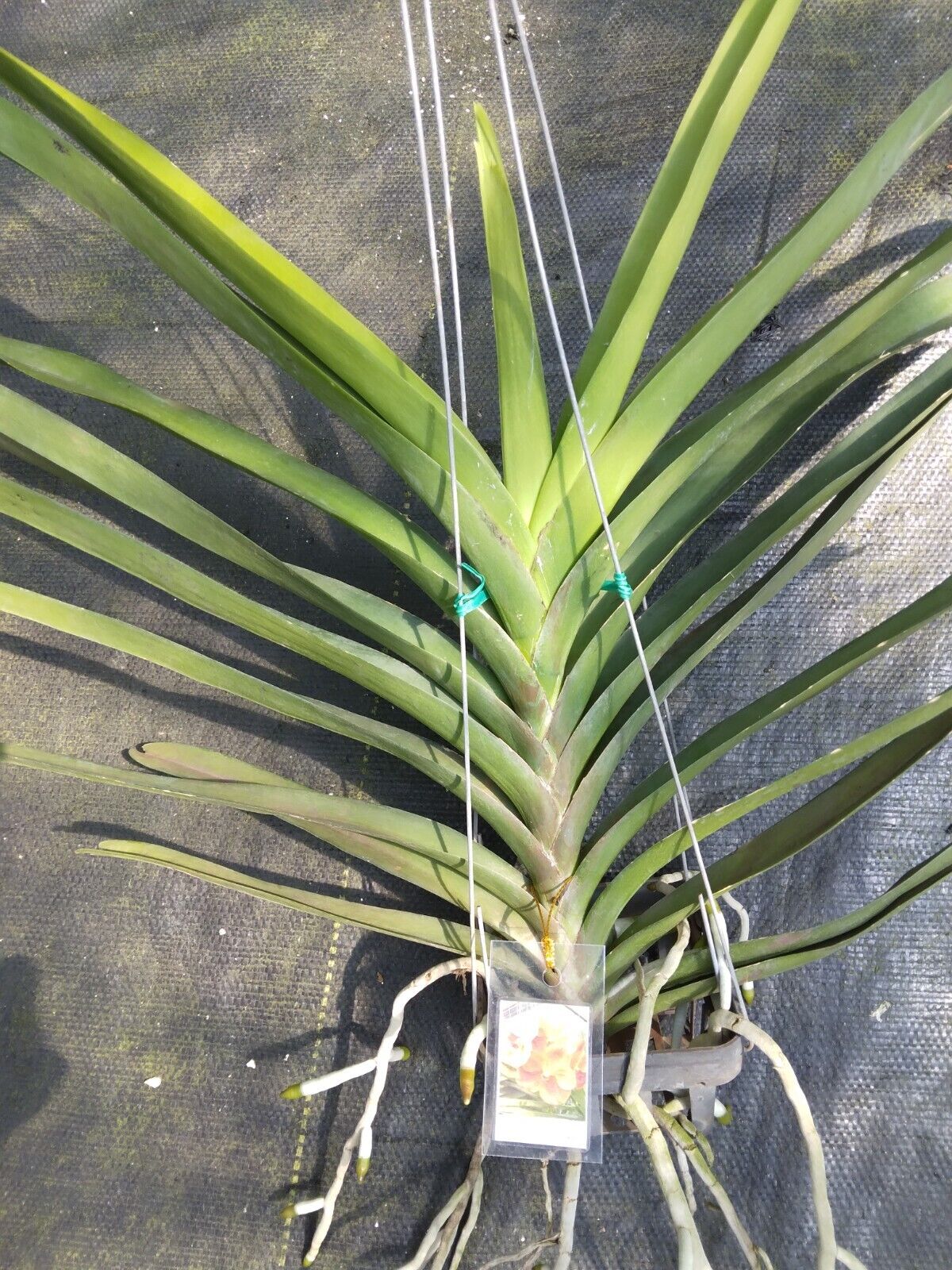 Vanda Sonia Deccah No 440 Tropical Hanging Plant