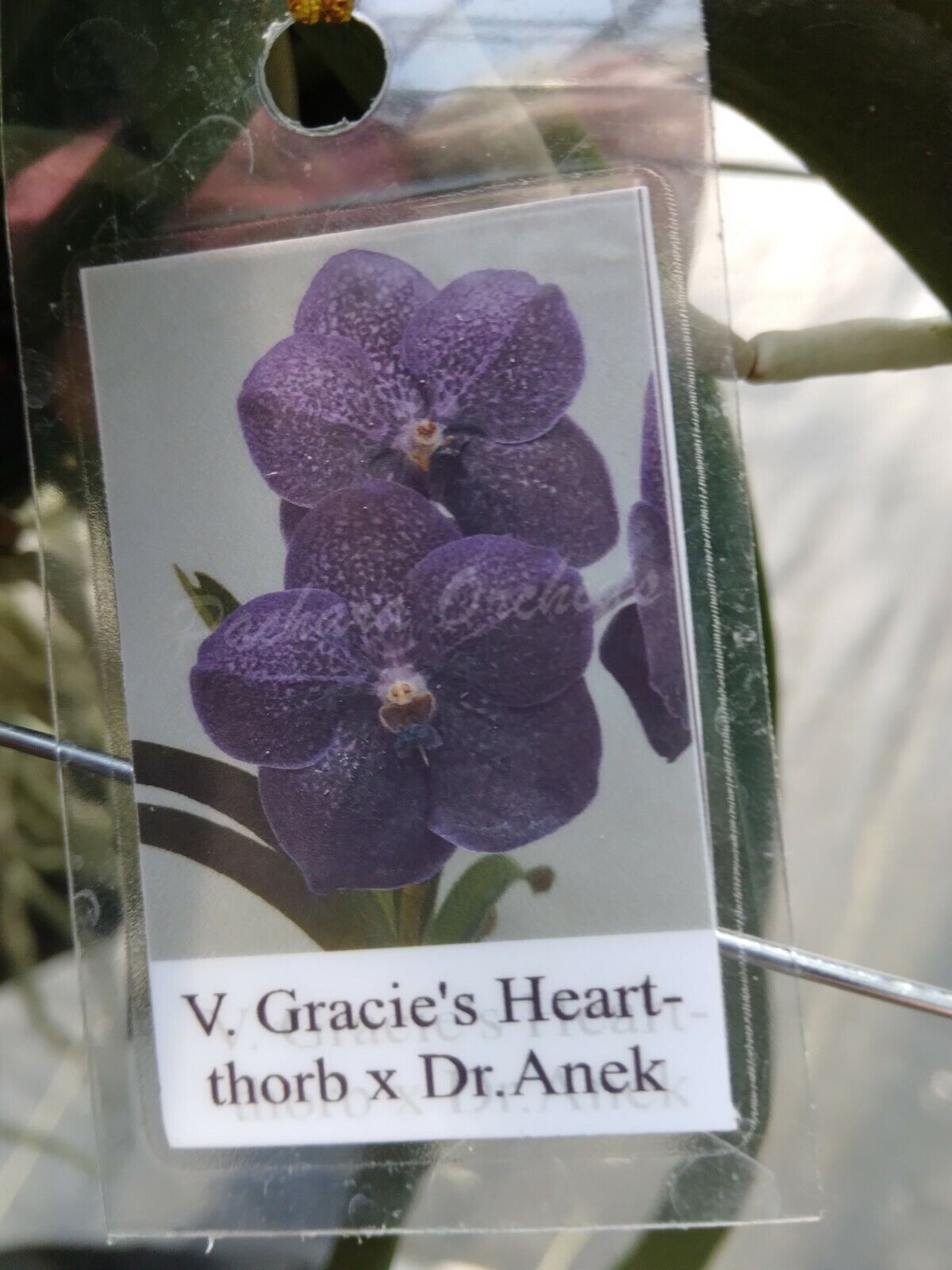 Vanda Gracie's Heartthorb x Dr Anek