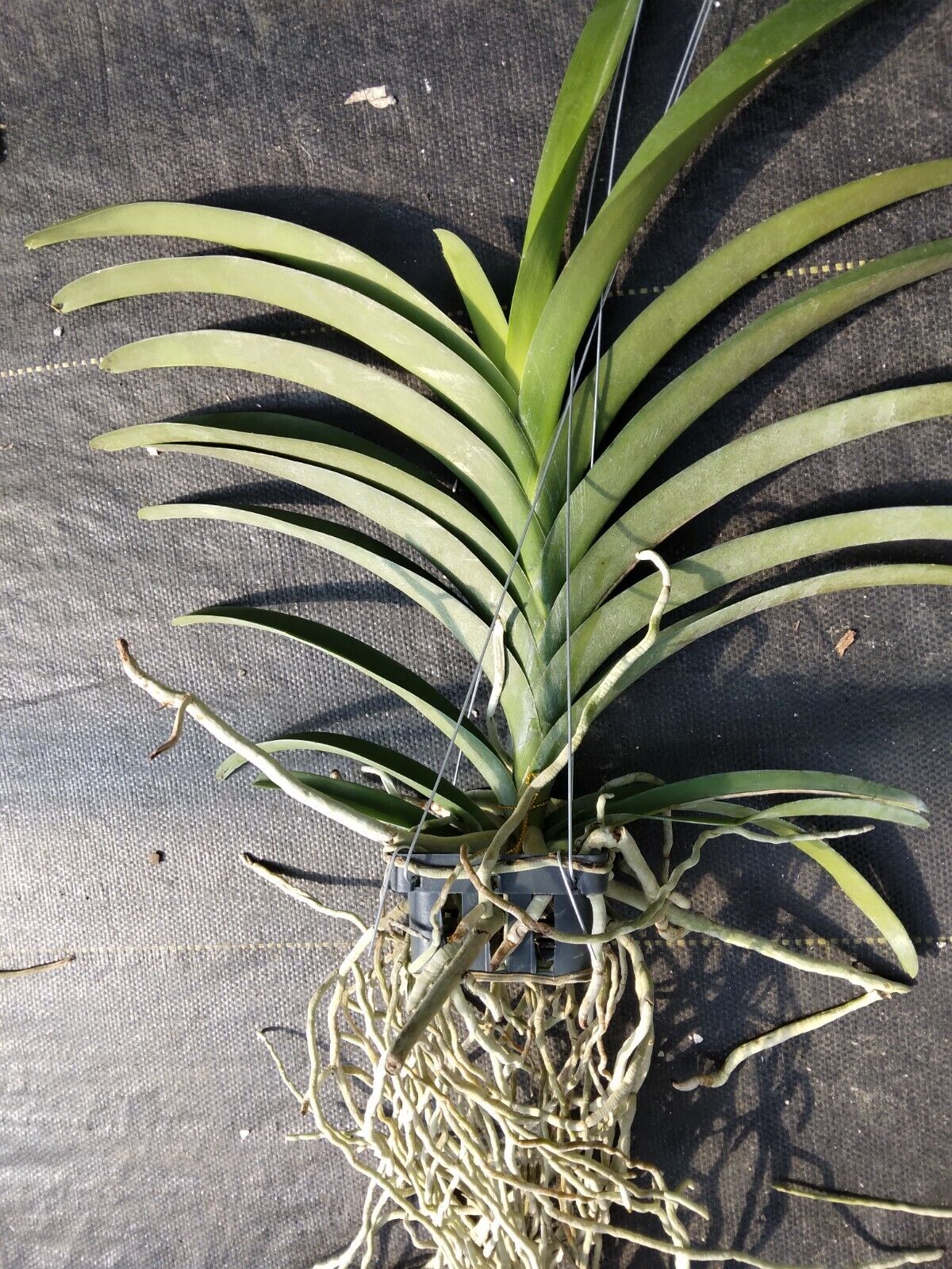 Vanda Gracie's Heartthorb x Dr Anek