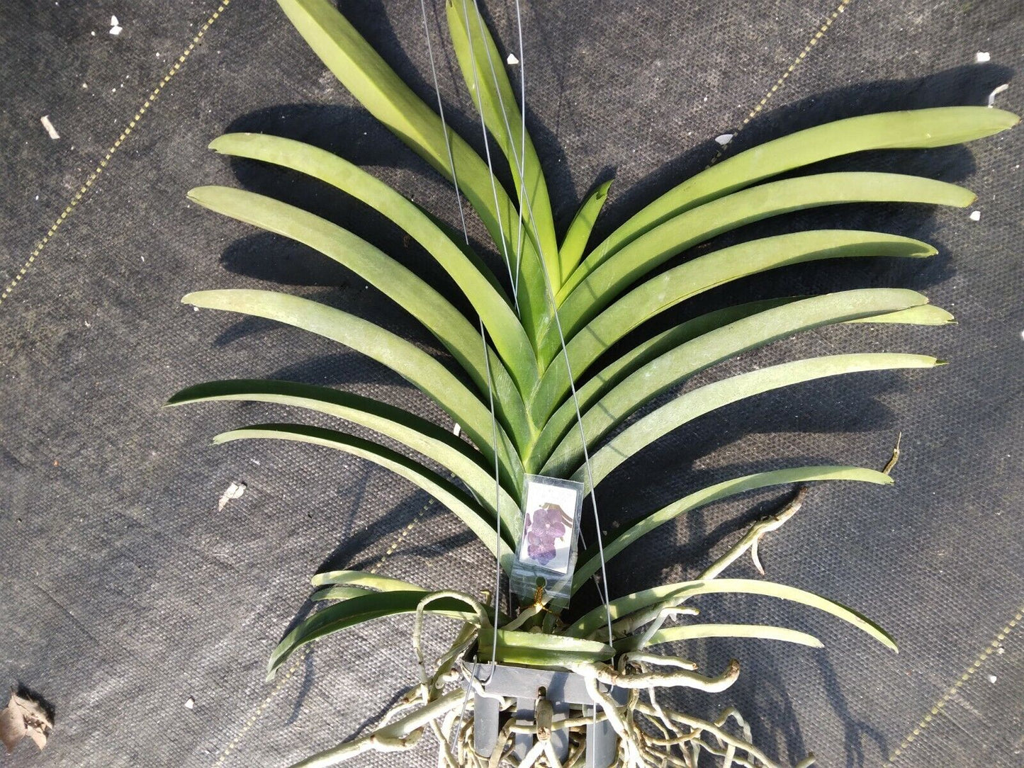 Vanda Gracie's Heartthorb x Dr Anek