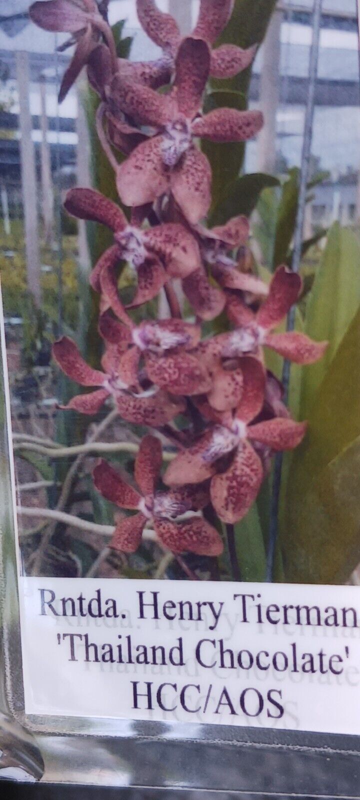 Vanda Henry Tierman Thailand Chocolate