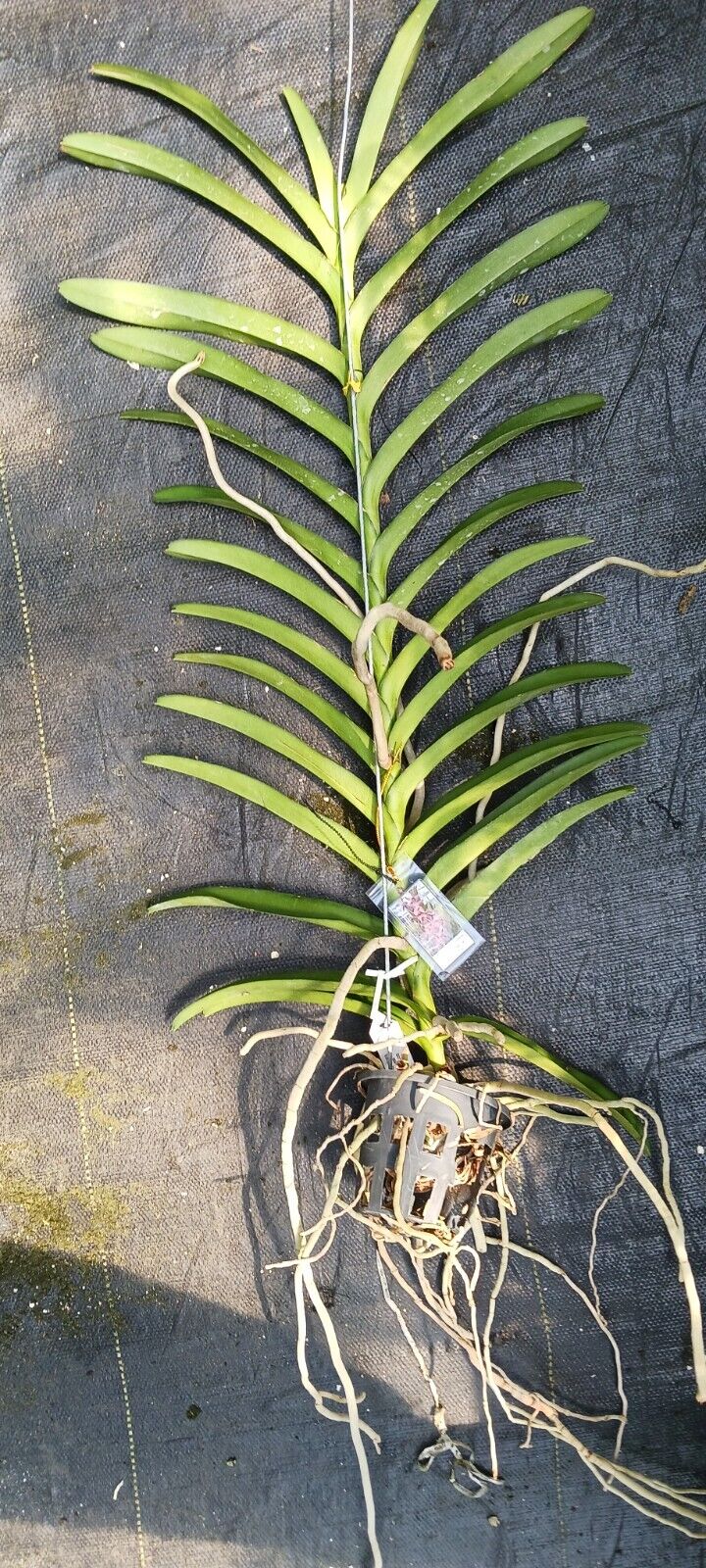 Vanda Henry Tierman Thailand Chocolate