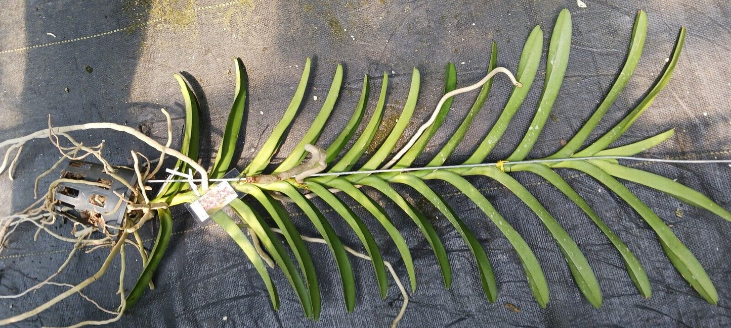 Vanda Henry Tierman Thailand Chocolate