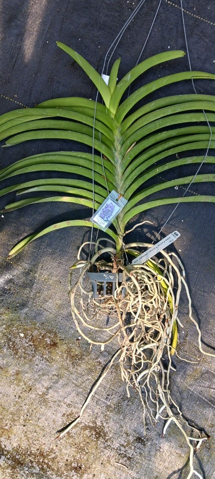 Vanda John Farrar George's Delight