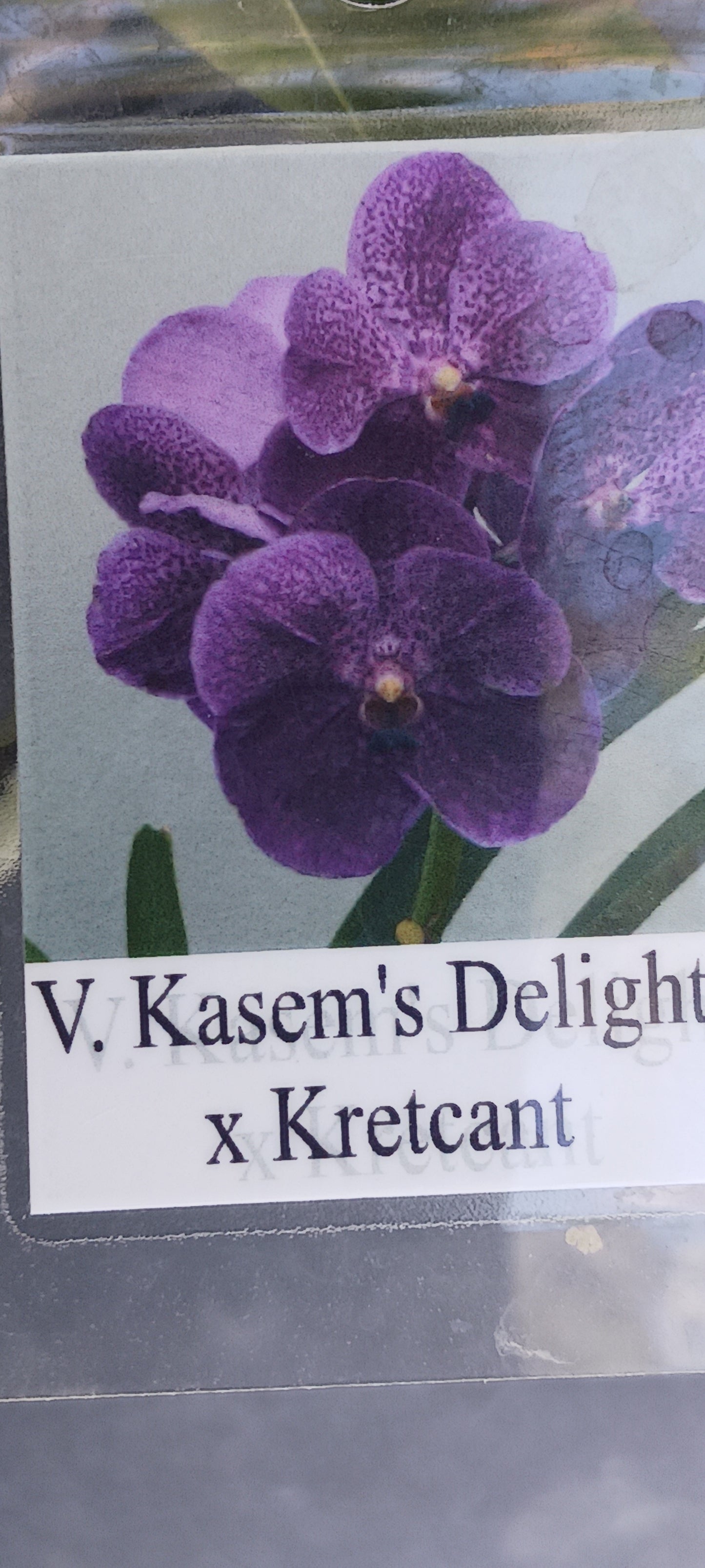 Vanda Kasem's Delight Kretcant