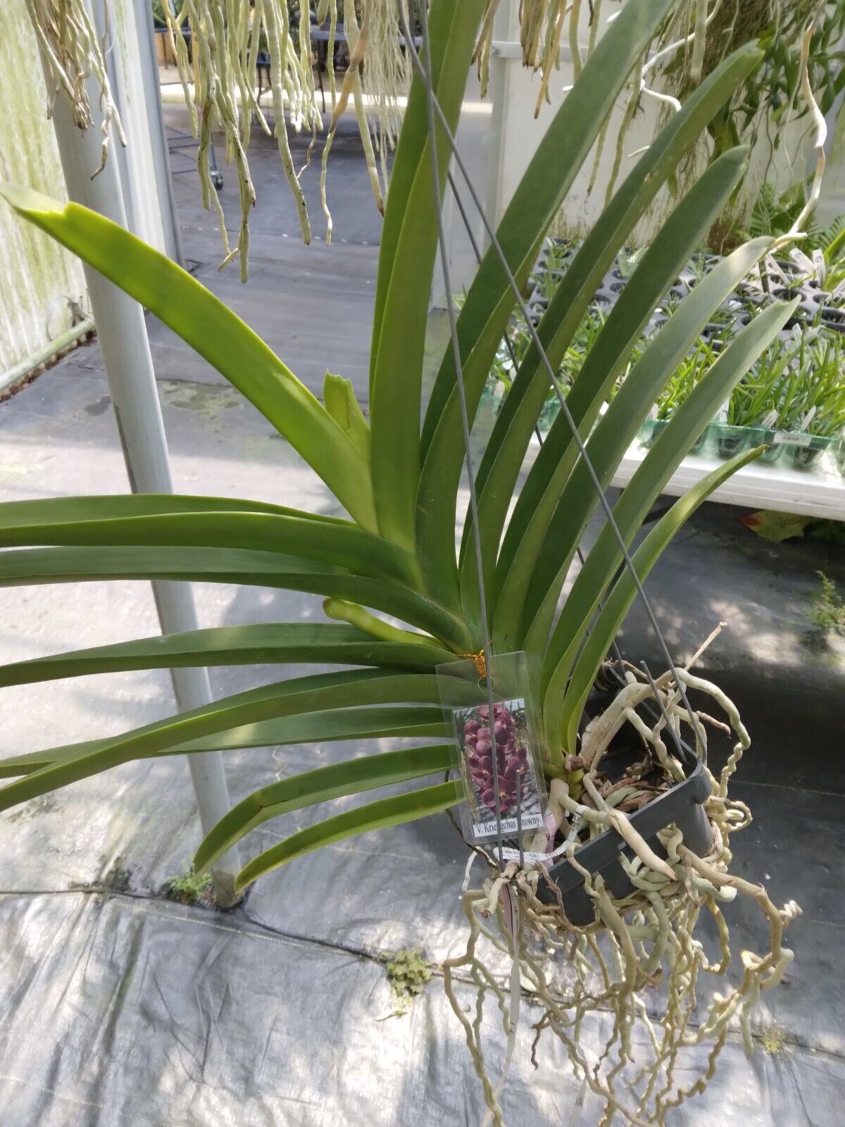Vanda Krenchai Browny