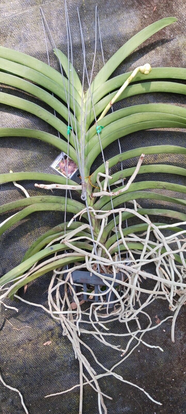 Vanda Kulwadee Fragrance 529