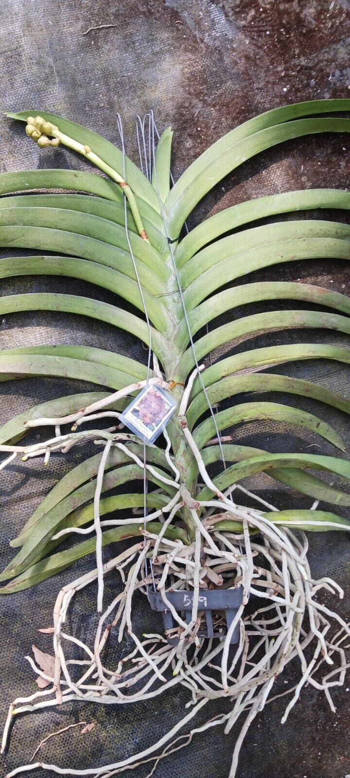 Vanda Kulwadee Fragrance 529