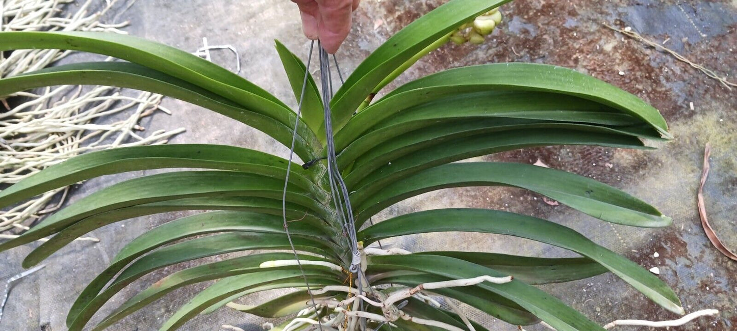 Vanda Kulwadee Fragrance 529