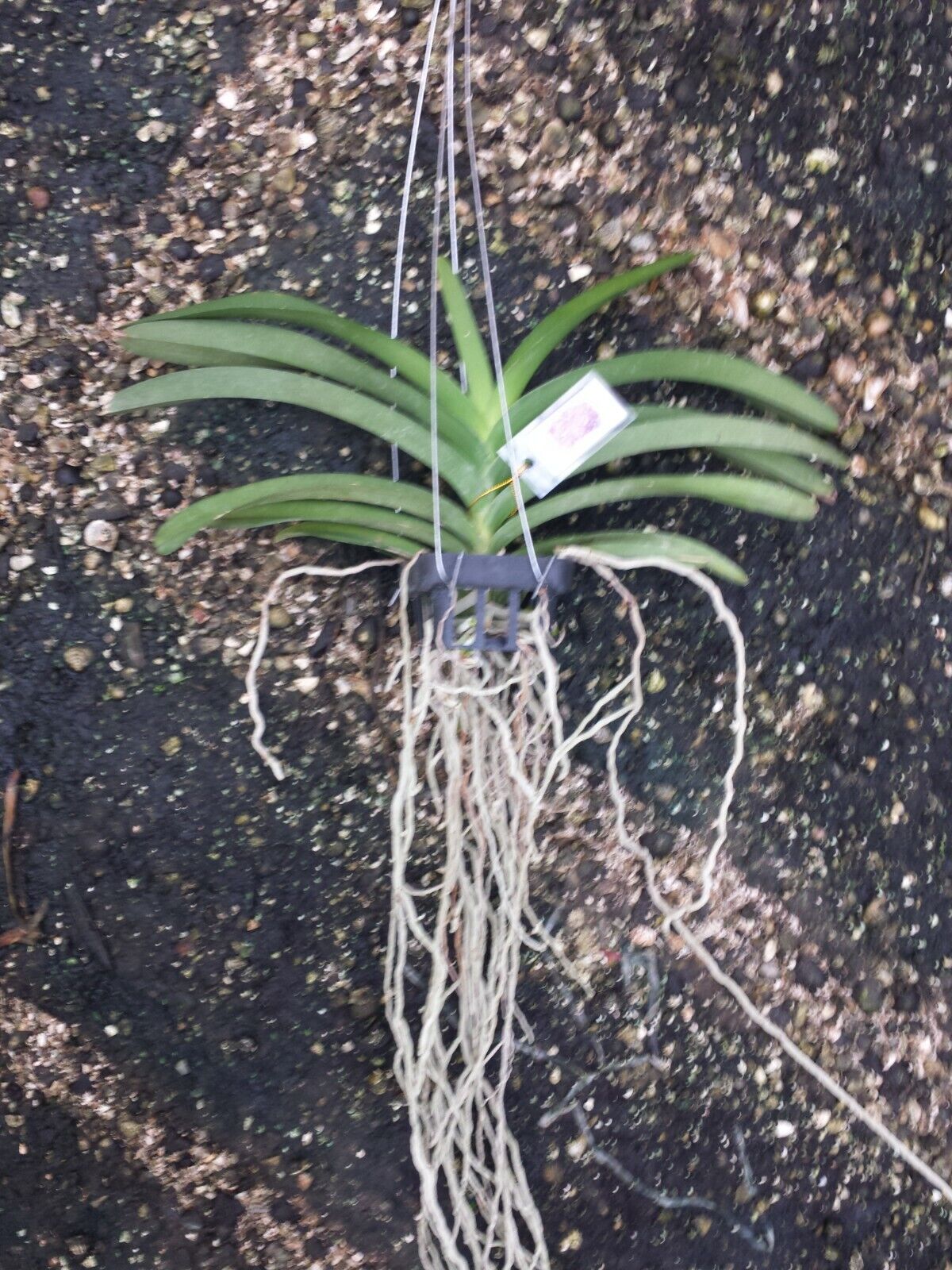 Vanda Kulwadee Fragrance x Dr Anek Varinta