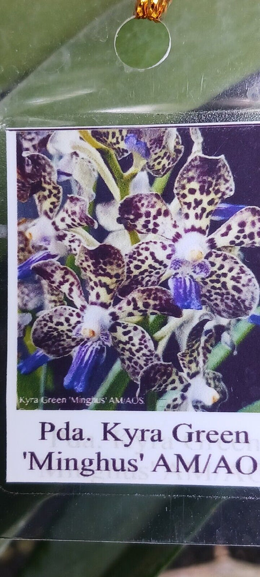 Vanda Kyra Green Minghus