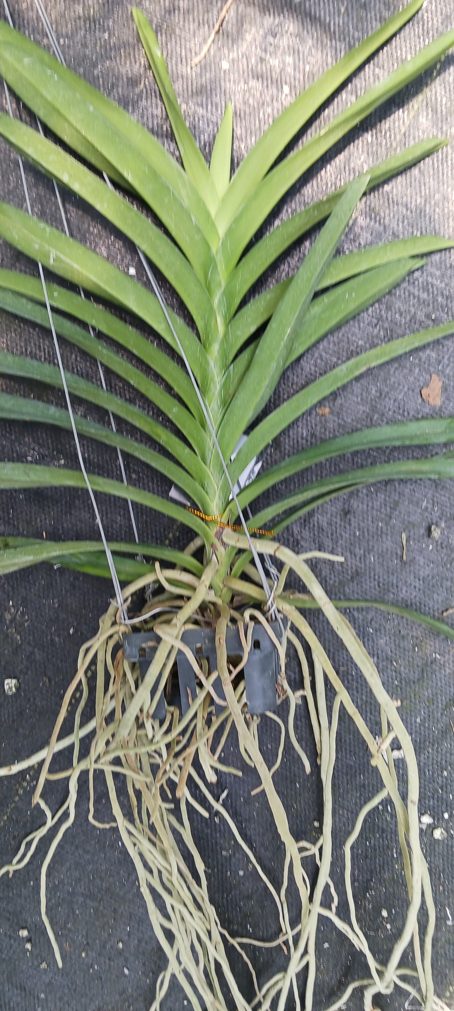 Vanda Kyra Green Minghus