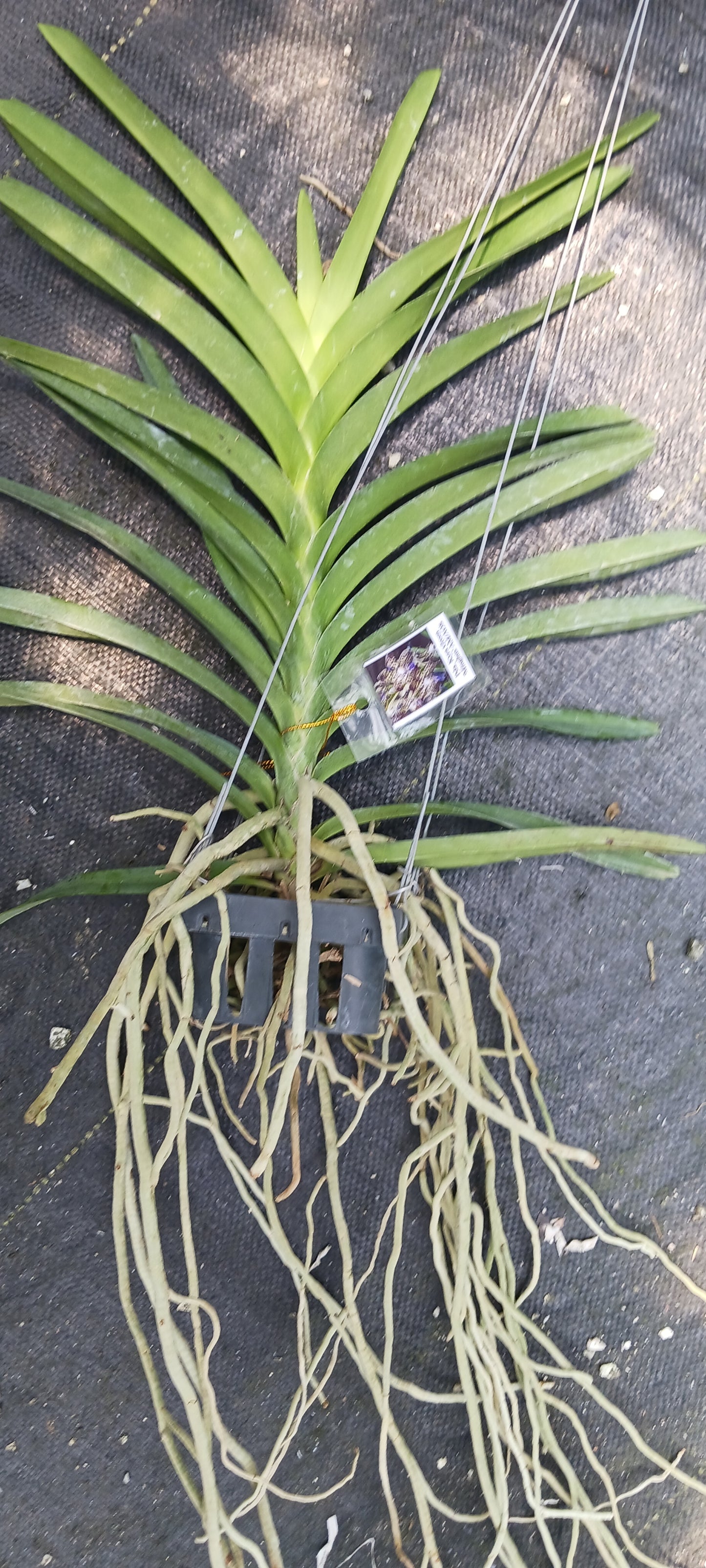 Vanda Kyra Green Minghus