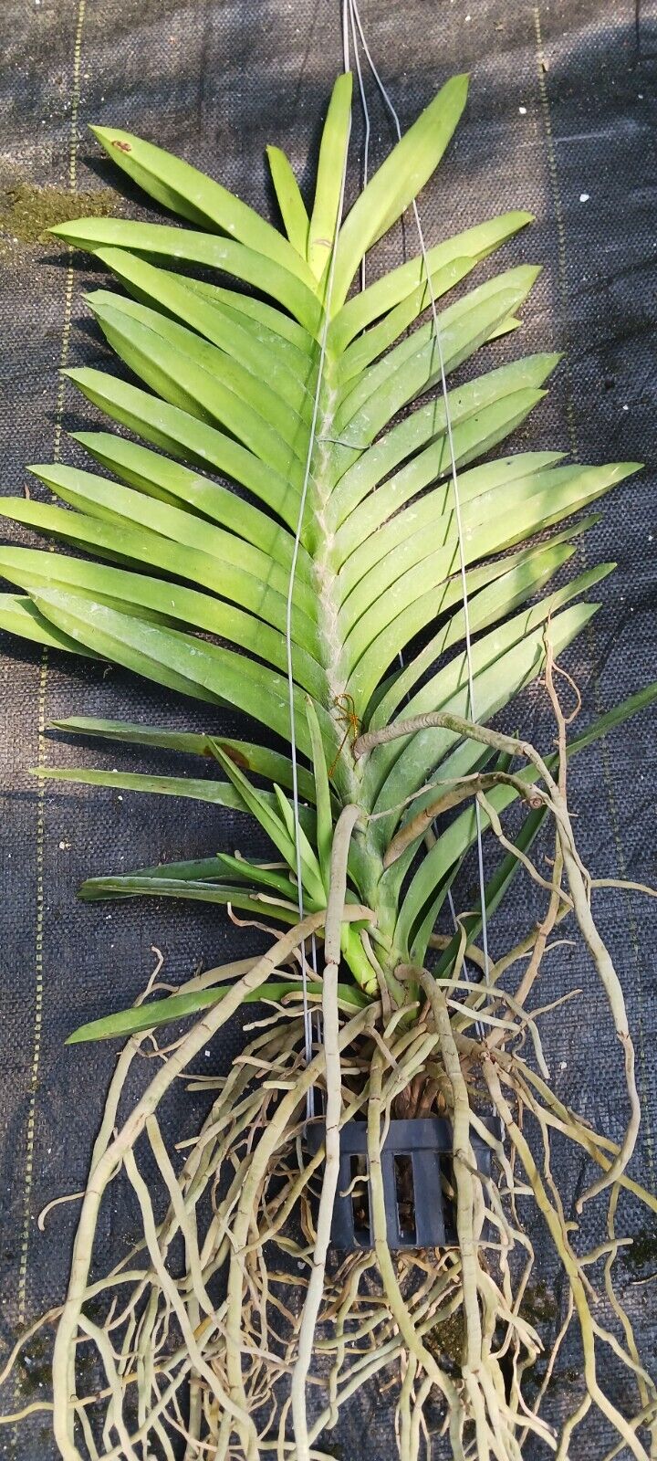 Vanda Kyra Green Minghus