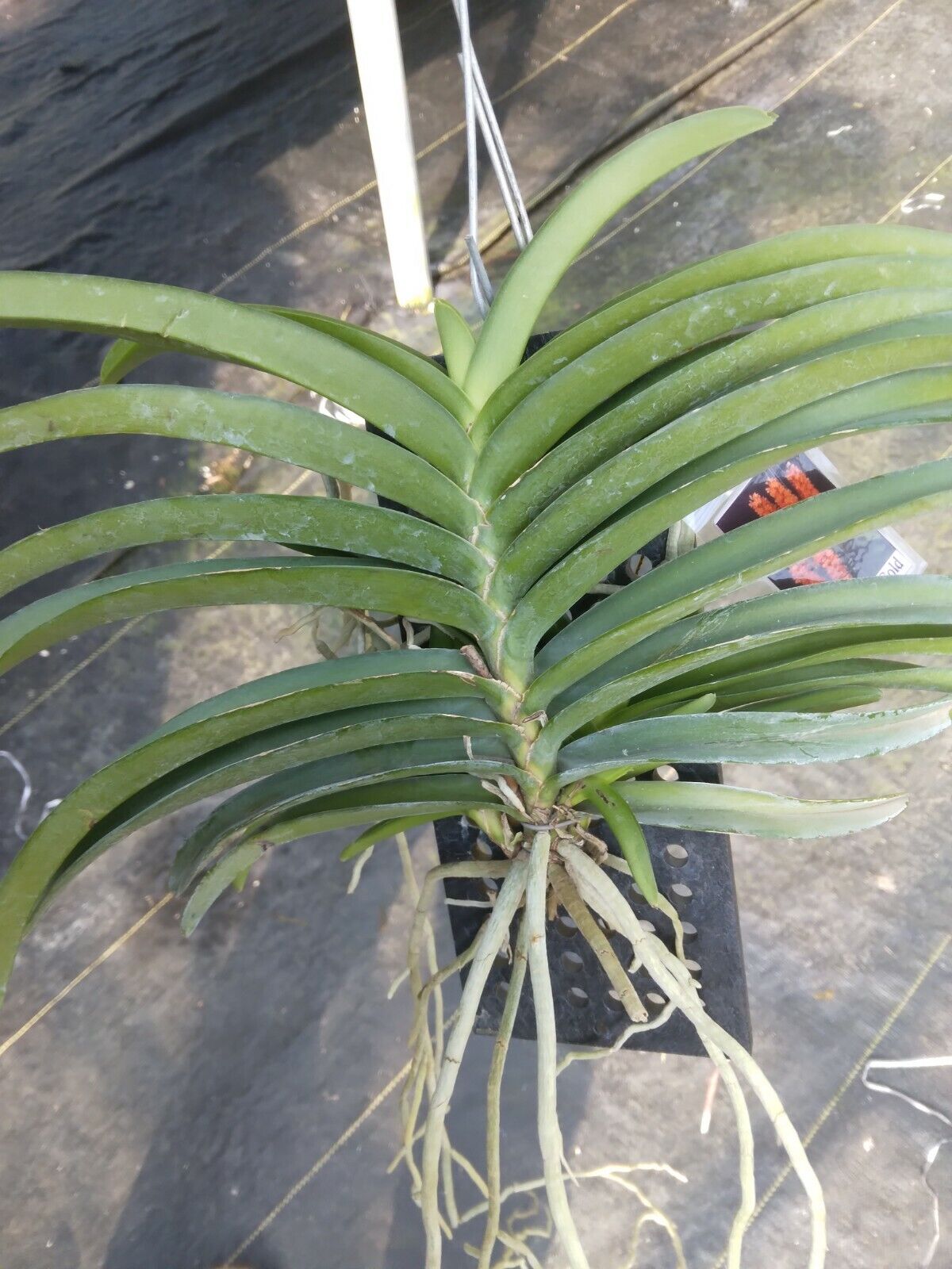 Vanda Ladda Gold