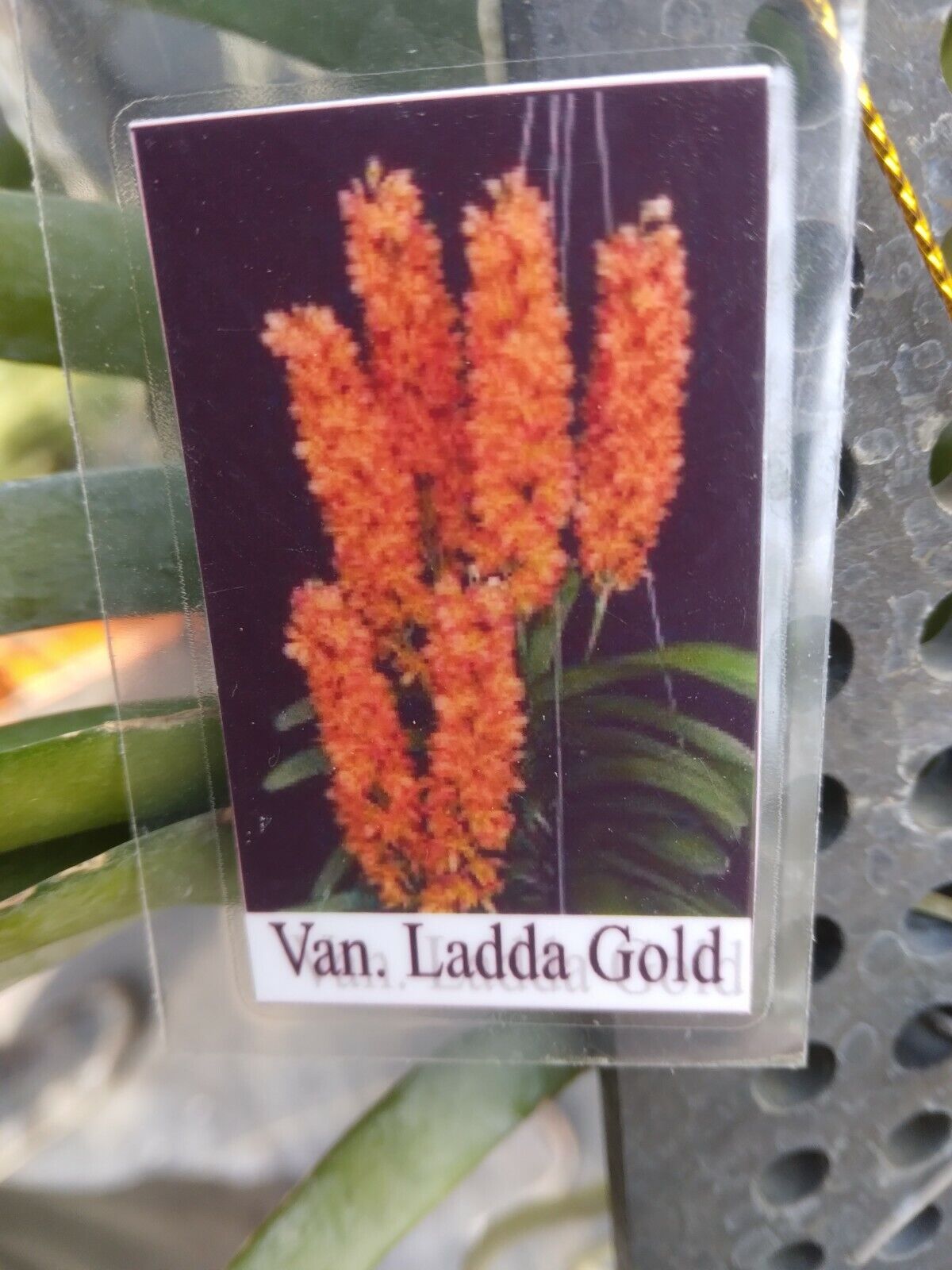 Vanda Ladda Gold