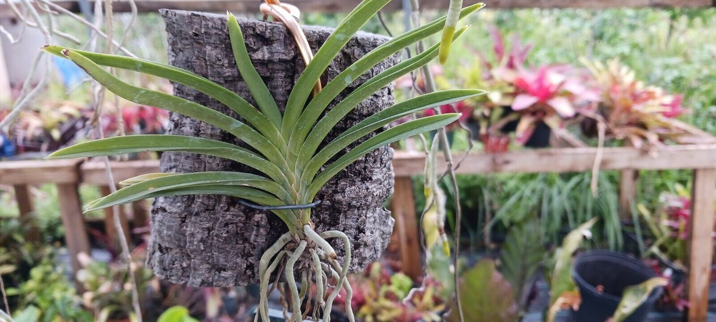 Vanda Lou Sneary x Blue Fairy miniature micro