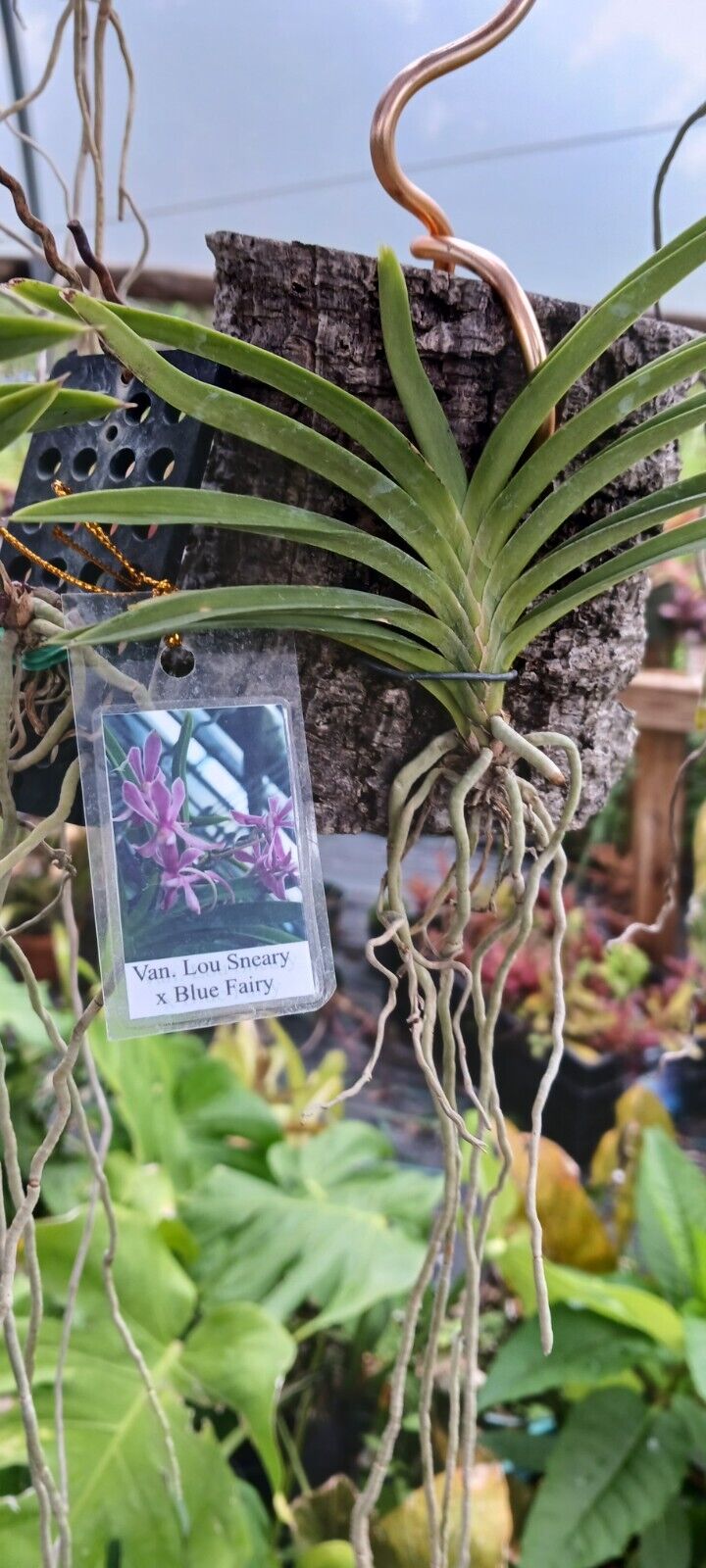 Vanda Lou Sneary x Blue Fairy miniature micro