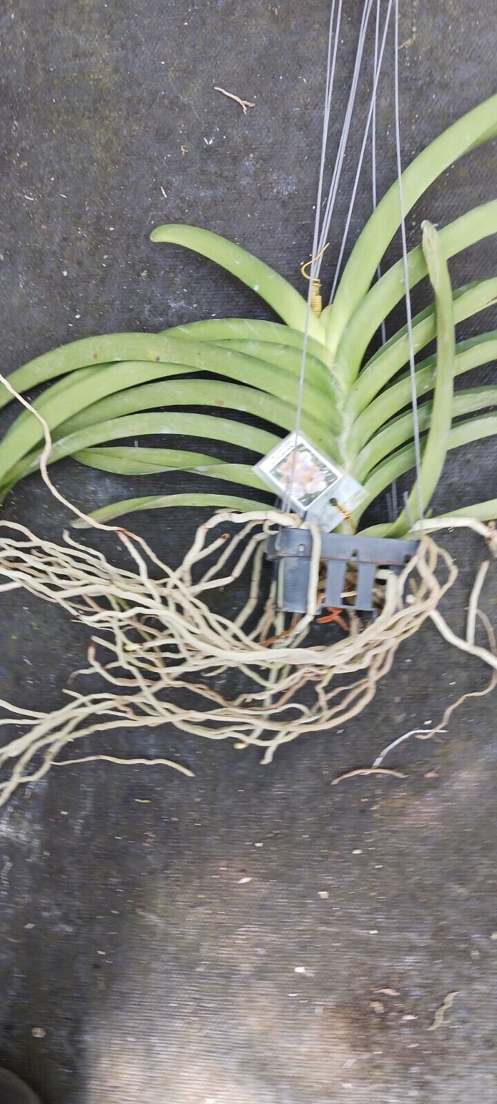Vanda Nakornsawan Bell x Tubtim Velvet 335