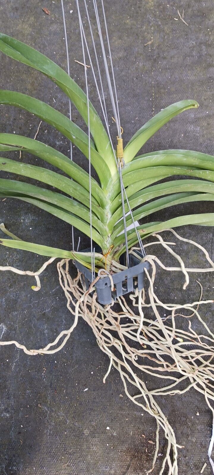 Vanda Nakornsawan Bell x Tubtim Velvet 335