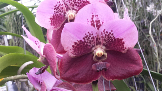 Vanda Variety Special Package Vanda 3 plants of different colors