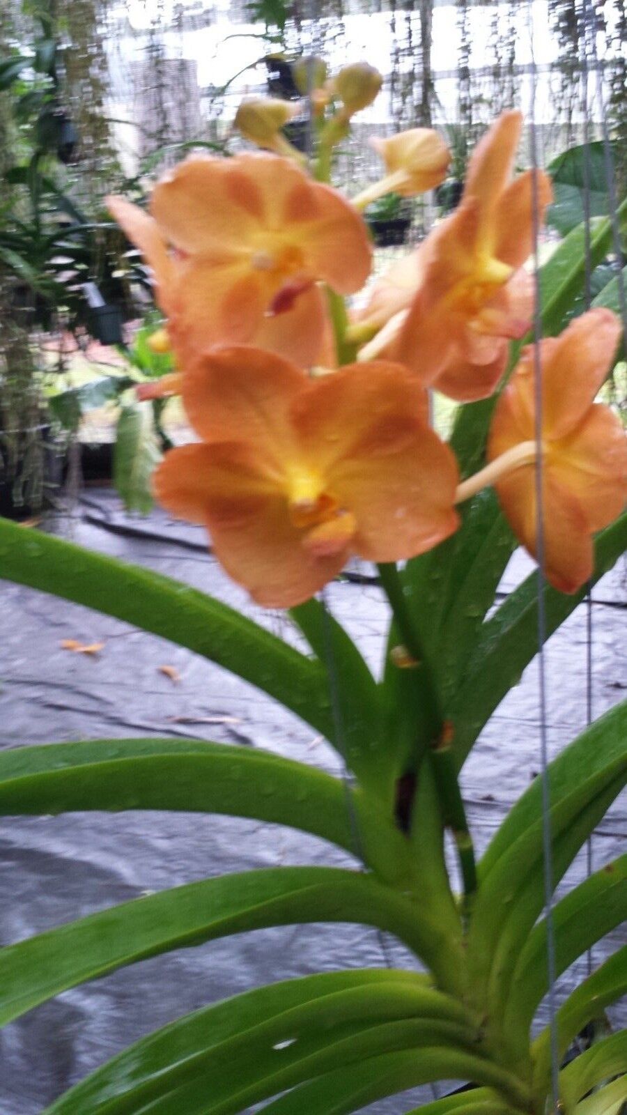 Vanda Variety Special Package Vanda 3 plants of different colors