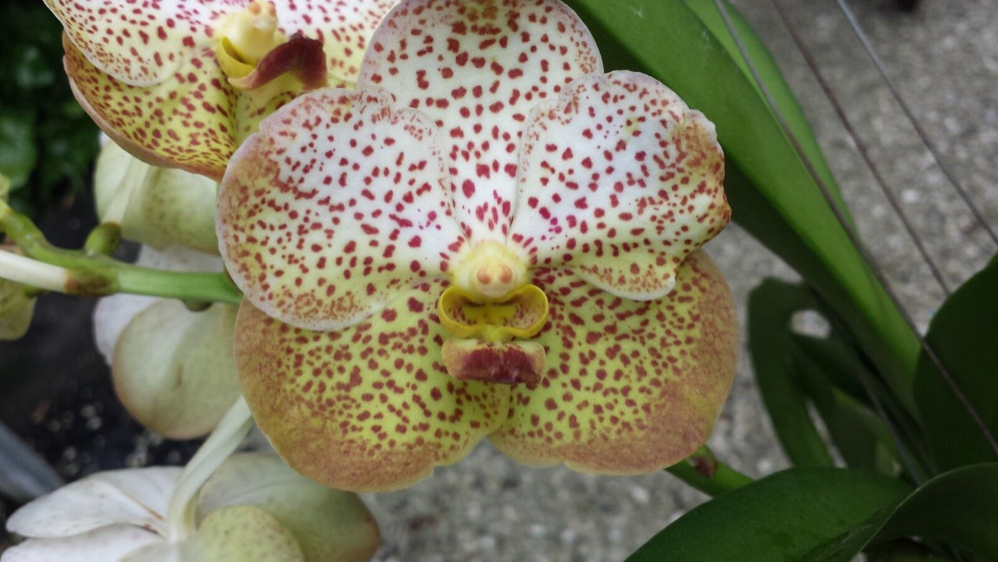 Vanda Variety Special Package Vanda 3 plants of different colors
