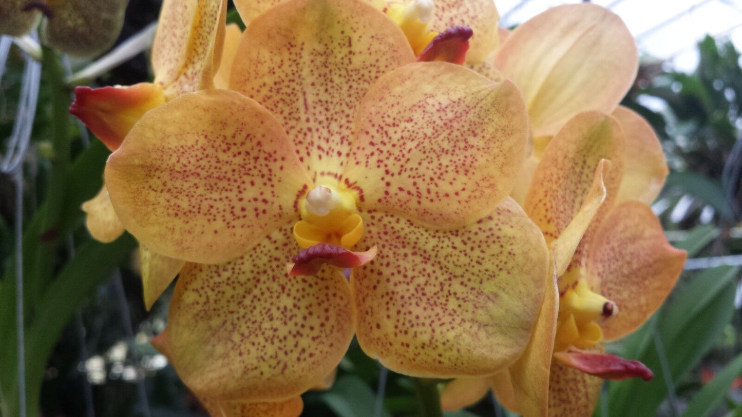Vanda Variety Special Package Vanda 3 plants of different colors