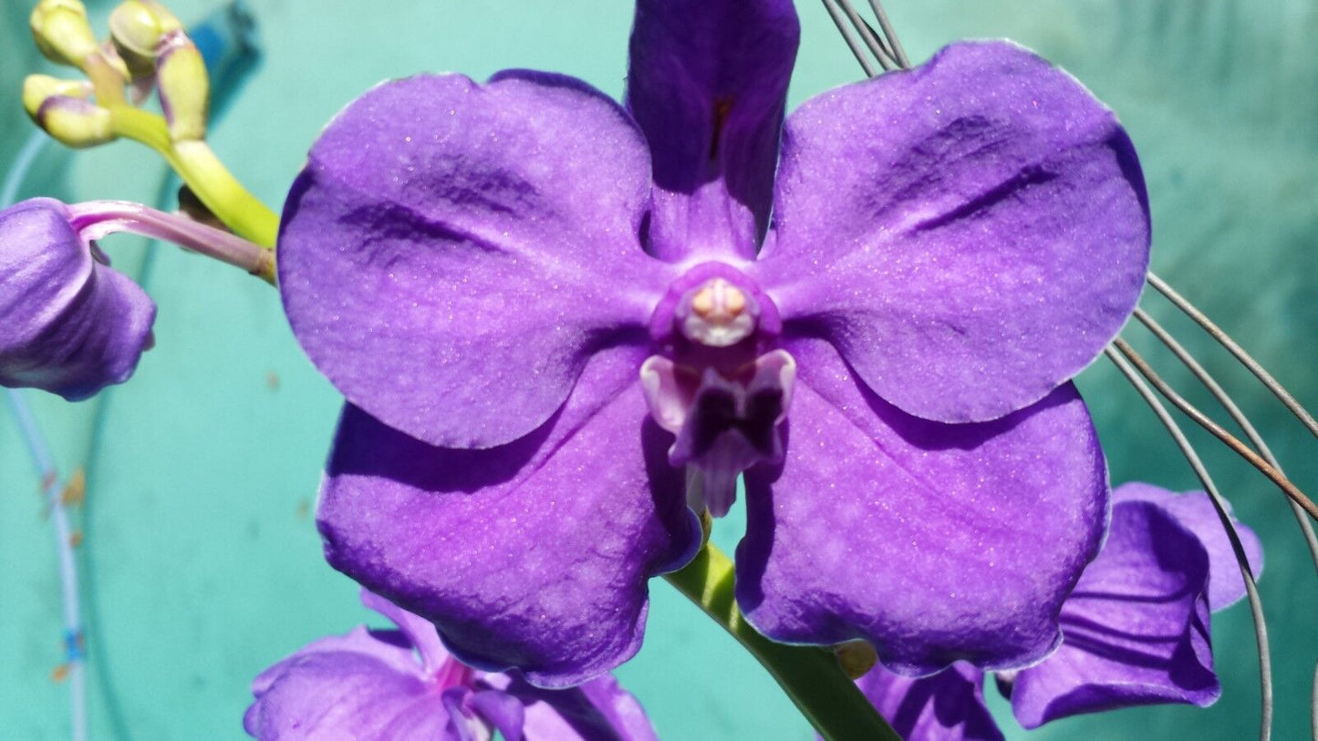 Vanda Variety Special Package Vanda 3 plants of different colors