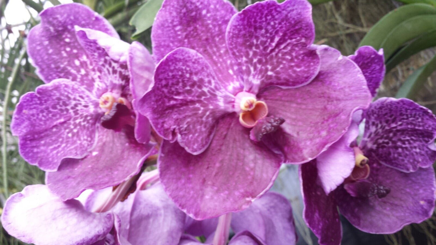 Vanda Variety Special Package Vanda 3 plants of different colors